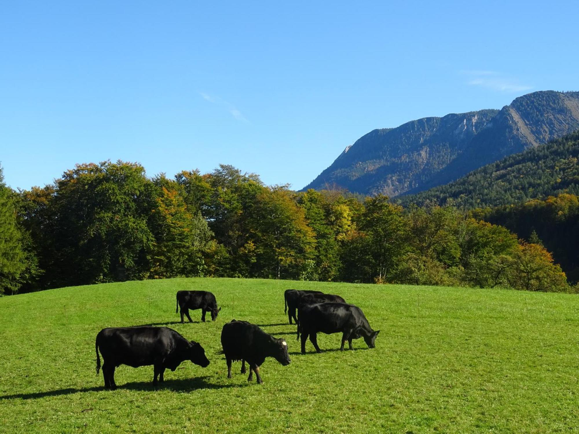 Bio Bauernhof Eggerhof Villa Strobl Exteriör bild